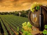 Возобновление виноделия Крыма требует возведения новых виноградников